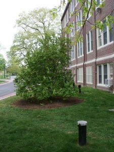 Tree next to building